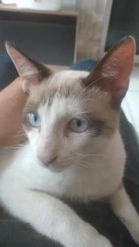 Doa-se gato