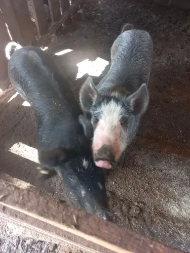 Porca