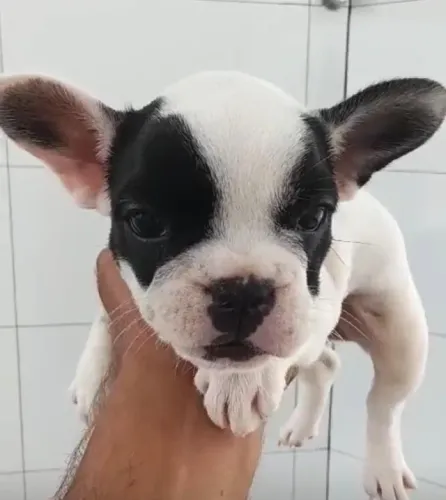 Bulldog frances muito fofo