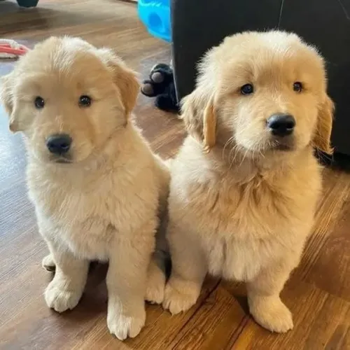 Filhotes de Golden Retriever | Amor que faz sorrir.