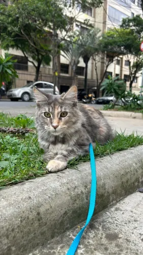 Maine Coon para monta