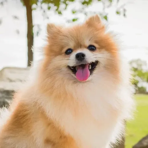 Vendo esse cachorro 