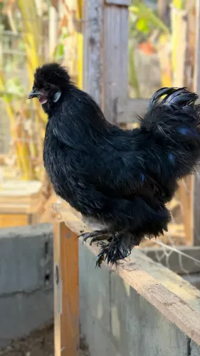 Vendo casal de galinhas SEDOSA BLACK