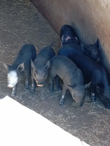 Vendo leitoa caipira, porco caipira e também filhotes