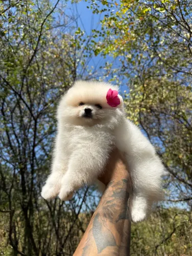 Spitz alemão fêmea