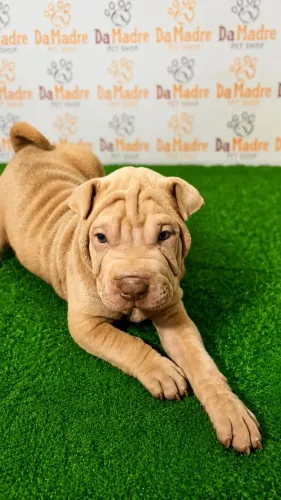 Shar-pei