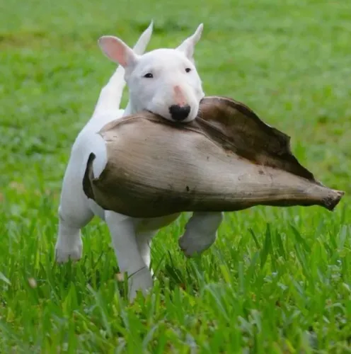Bull Terrier Afeto que cresce em silêncio