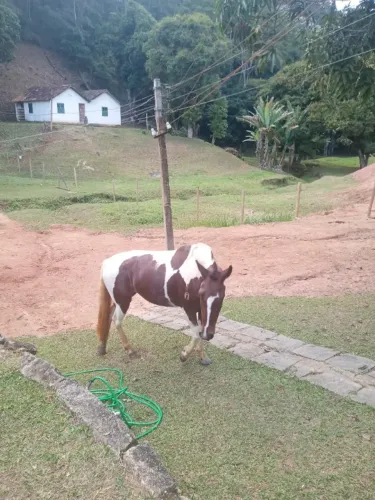 Cavalo 