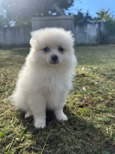 Cães 