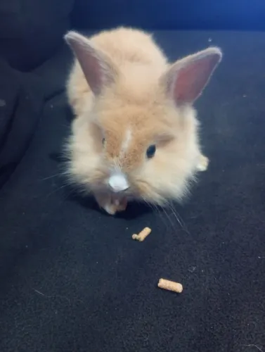 Vende filhotes de coelhos mini Lion
