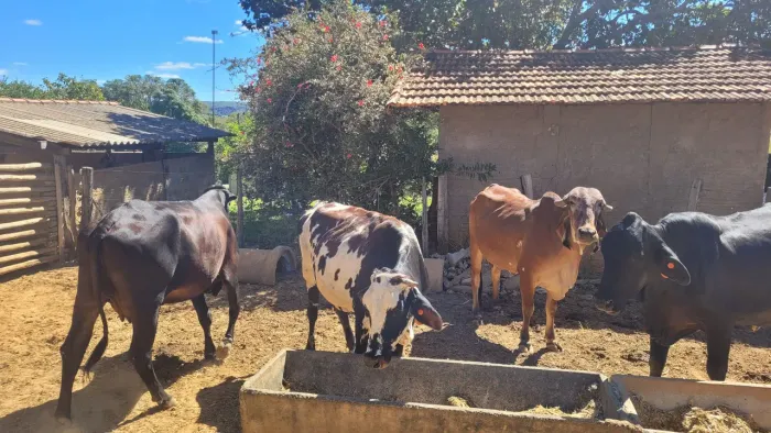 Vendo vacas leiteiras.