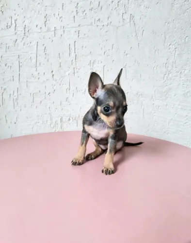 Pinscher mini disponível