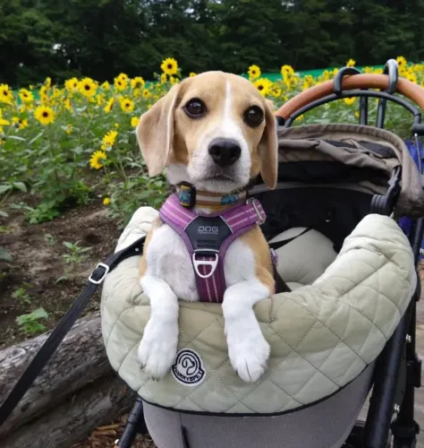 Filhote Beagle, O aumor verdadeiro está esperando por você!