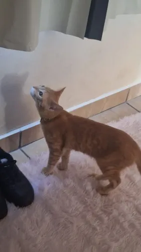 Gato laranja 