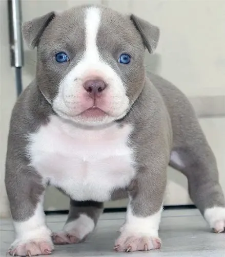 American Bully - Um Presente Cheio De alegria E Companhia 