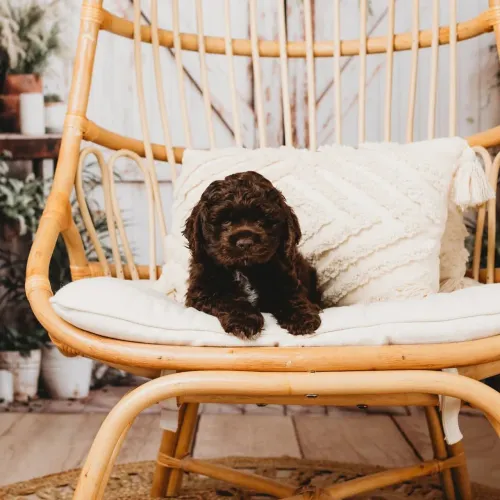 Filhote Cocker spaniel, Seja recebido com carinho e lambidas todos os dias!