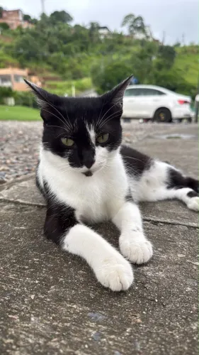 Gatinha pra adoção responsável 