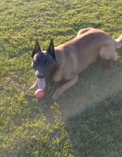 Filhotes de pastor belga malinois Puro