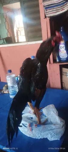 Frangos mura