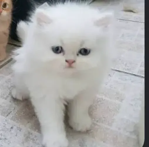 2 gatos persa uma branca um macho rajado 