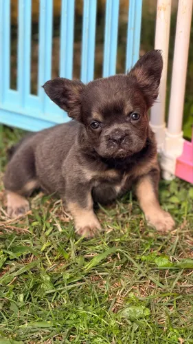Bulldog francês Fluffy 