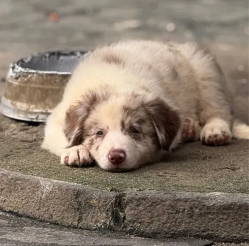 Border collie com pedigree cbkc-filhotes puro