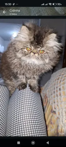 Filhote de gato persa