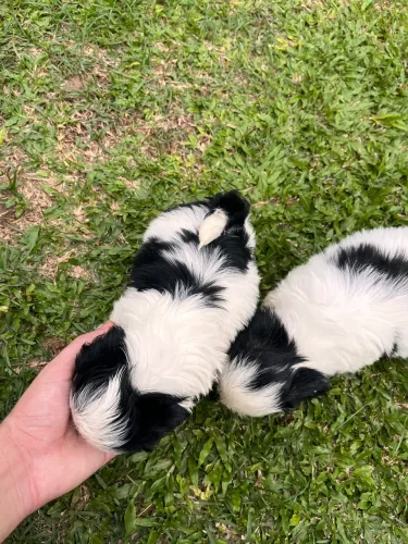 Shih tzu