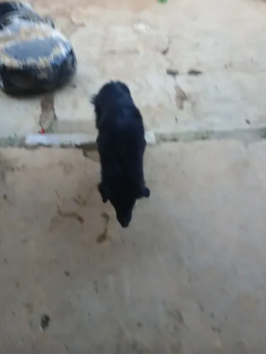 Cachorro borde cooler 