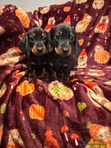 Cachorro filhote Teckel/Dachshund/Salsicha/Salsichinha/Basset/Cofap amorosos e curiosos