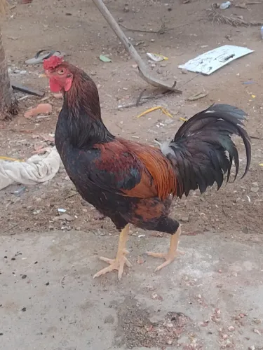 Vendo Esse Galo