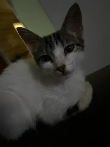 Filhote de gata fêmea doando