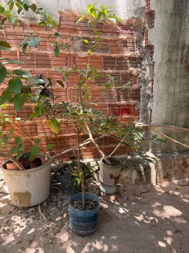 Muda de frutífera sapoti