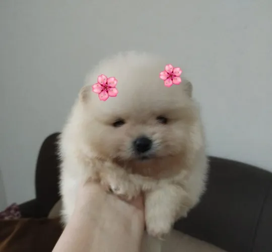 Menina de Spitz