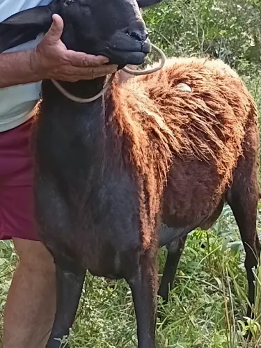 Carneiro