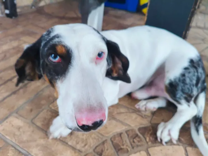 Procura fêmea de Dachshund para cruzar, esse é pitucho.