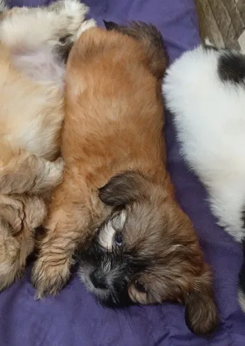 Filhotes de shih tzu