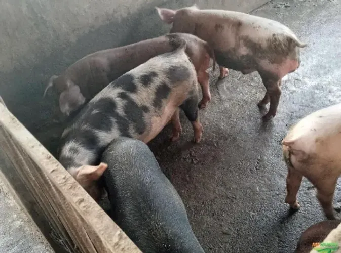 vendo porcos ?