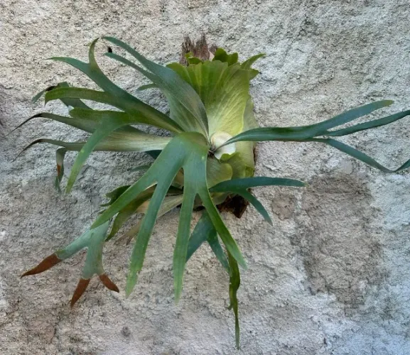 Chifre-de-Veado Ornamental Montado em Casca de Árvore