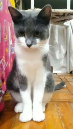 Doação de lindo gatinho