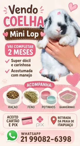 Coelha mini lop filhote