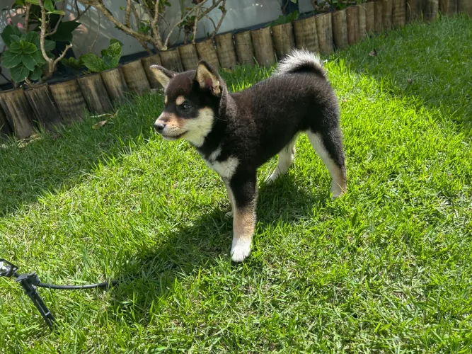 SHIBA INU - EXCELENTES FILHOTES 