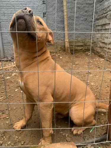 América bully 
