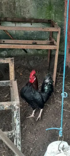 Frango Galo Preto Nagasaki