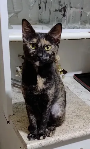 Gata castrada 