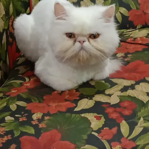 GATA FÊMEA PERSA 