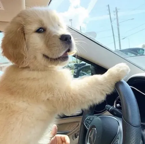 Filhotes de Golden Retriever | Doçura presente em cada pequeno detalhe.