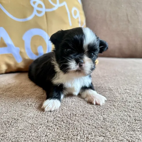 Feminha Shihtzu P/reserva