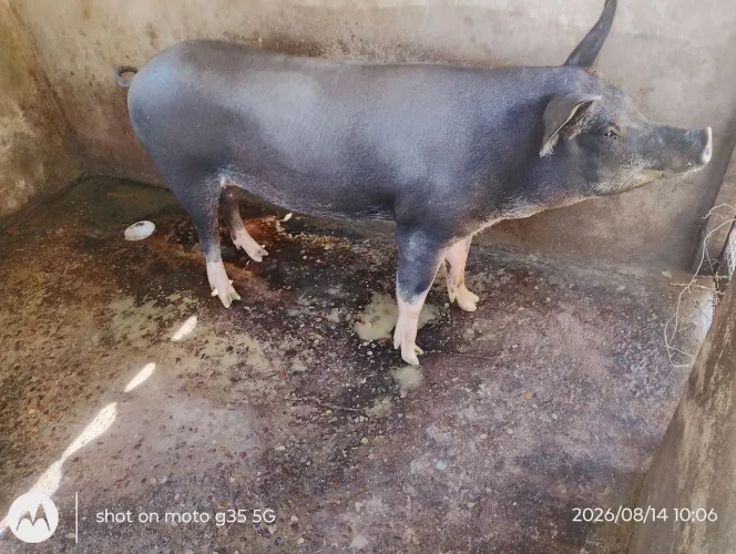 Venda de porcos caipira