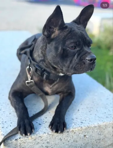 Buldogue francês